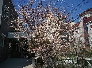 봄을 알리는 풍경2