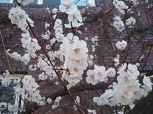 봄을 알리는 풍경2